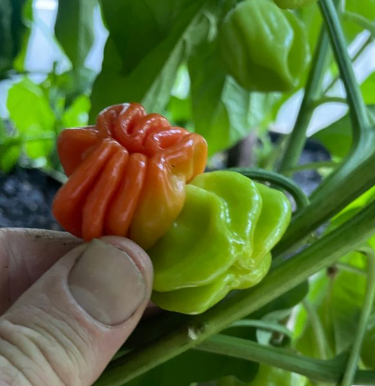 Chilli 'Habanero Mixed' Heirloom Seeds
