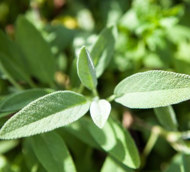 Sage 'Common' Heirloom Seeds