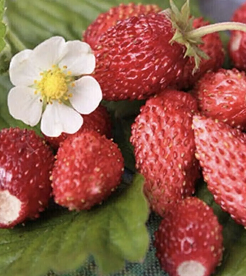 Strawberry 'Ali Baba' Heirloom Seeds
