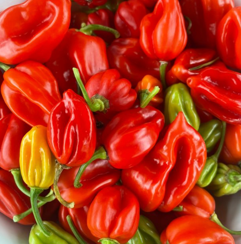 Chilli 'Habanero Mixed' Heirloom Seeds