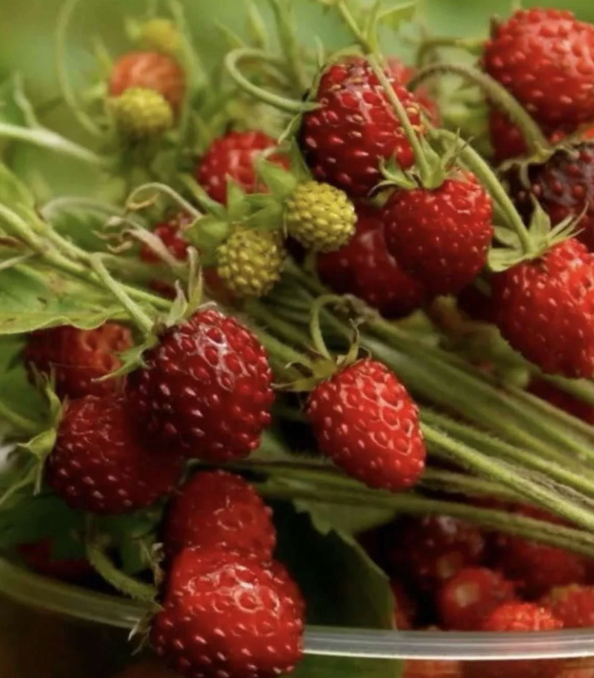 Strawberry 'Ali Baba' Heirloom Seeds