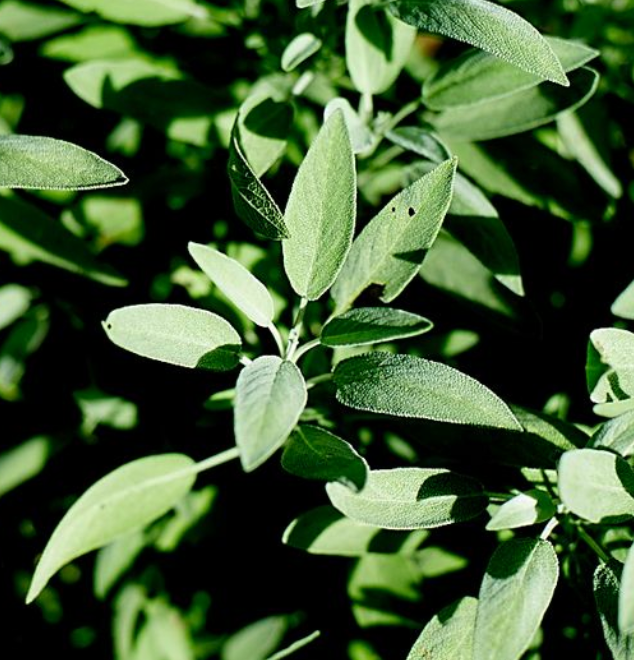 Sage 'Common' Heirloom Seeds